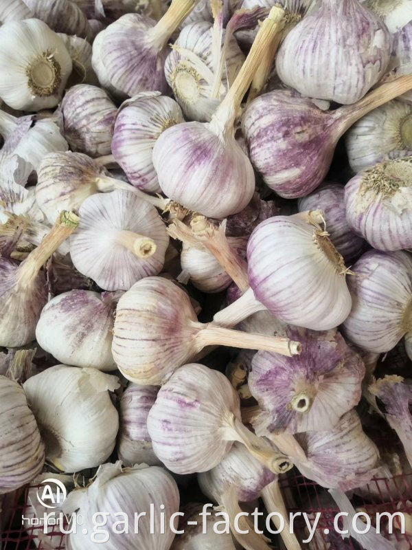 Best leading fresh garlic